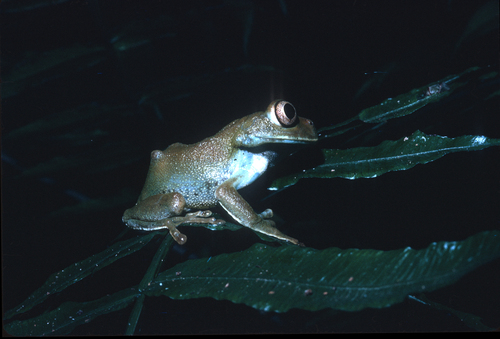 Cameroon Forest Tree Frog