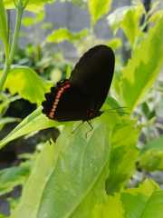 Biblis
