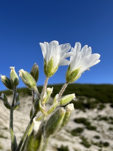 Cerastium decalvans, photograph 5