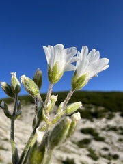 Cerastium decalvans, photograph Mirko Ubović, CC0, iNaturalist via GBIF