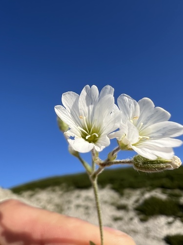 Cerastium decalvans, photograph 6