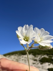 Cerastium decalvans, photograph Mirko Ubović, CC0, iNaturalist via GBIF