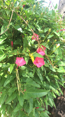 Ipomoea microdactyla