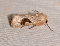 Hypotrix lunata
