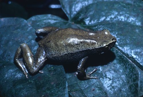 Bambuto Torrent Toad, Werneria bambutensis