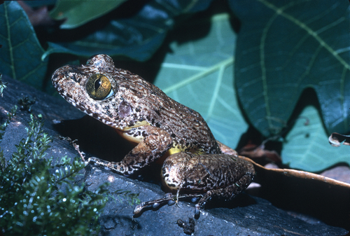 Fopouanga Night Frog, Astylosternus fallax