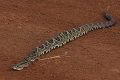 Crotalus durissus