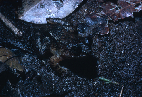 Conraua crassipes