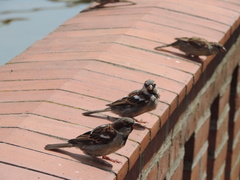 Passer domesticus