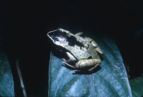 Equatorial Guinea Long-fingered Frog, Cardioglossa escalerae