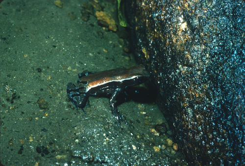 Mertens' Smalltongue Toad, Werneria mertensiana