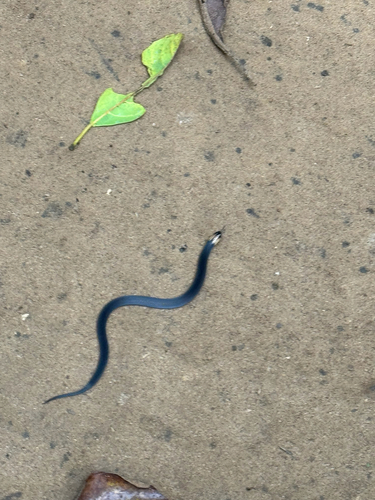 Photo of a Bocourt's Snake-eater (Polemon bocourti)