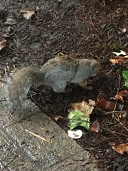 Sciurus carolinensis