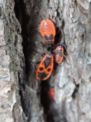 Pyrrhocoris apterus