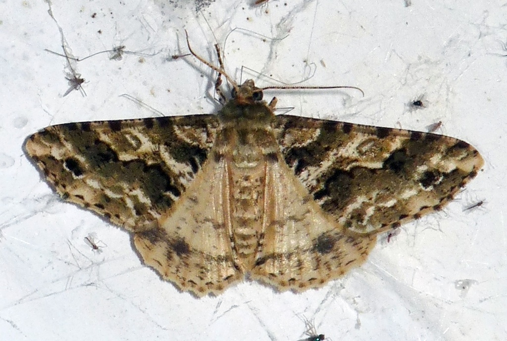 Arichanna amoena