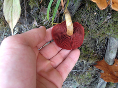 Cortinarius semisanguineus image