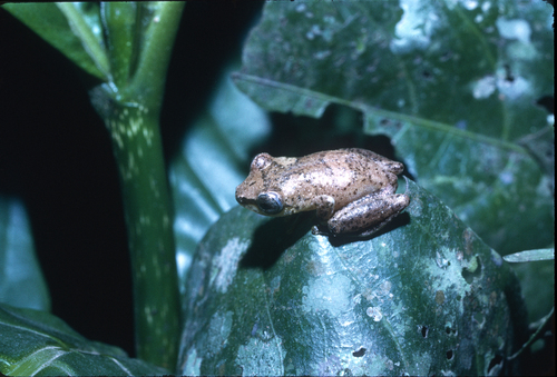 Sharpsnout Reed Frog, Hyperolius acutirostris
