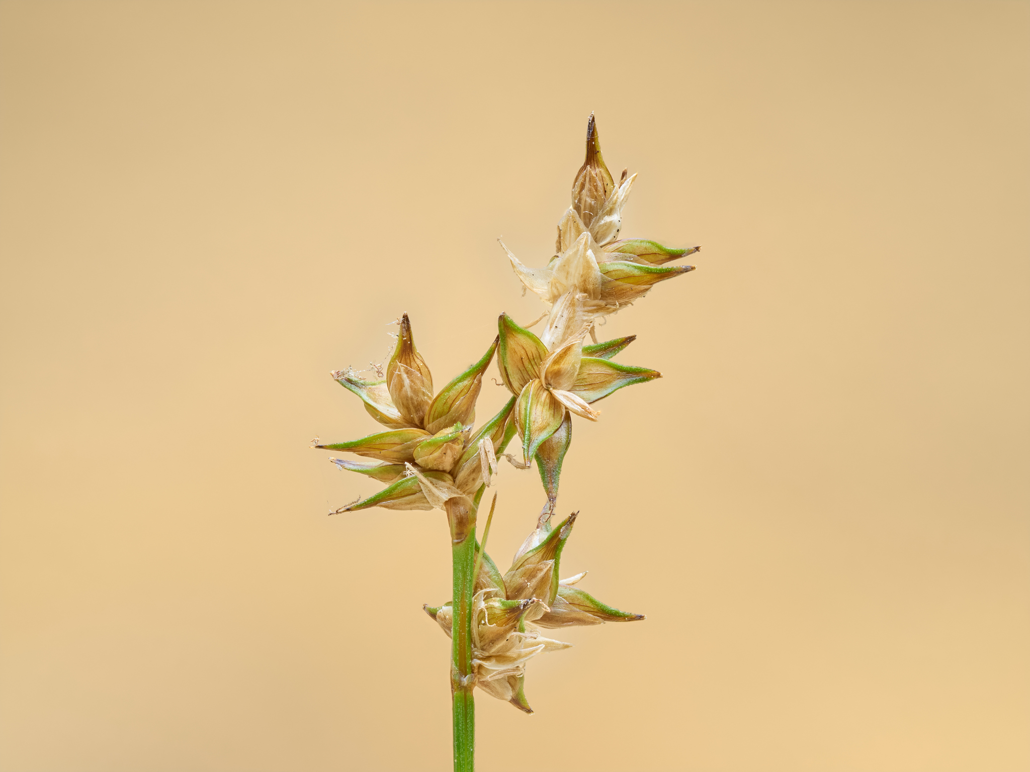 Carex echinata ssp. phyllomanica