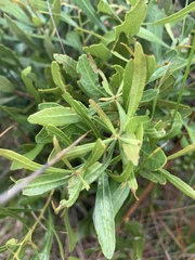 Morella cerifera image