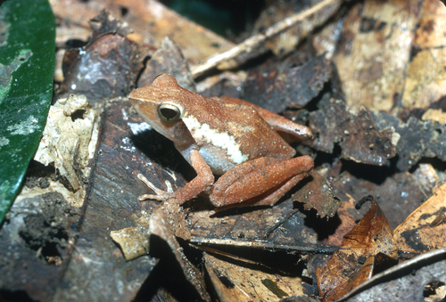 Golden Puddle Frog