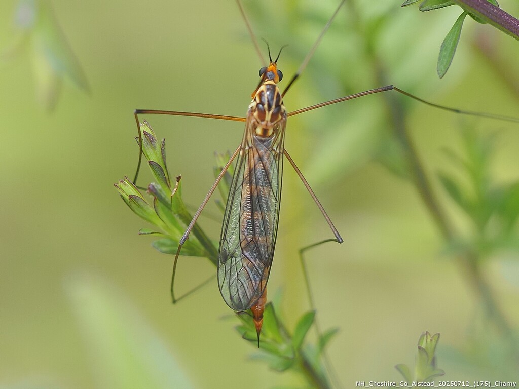 Nephrotoma alterna