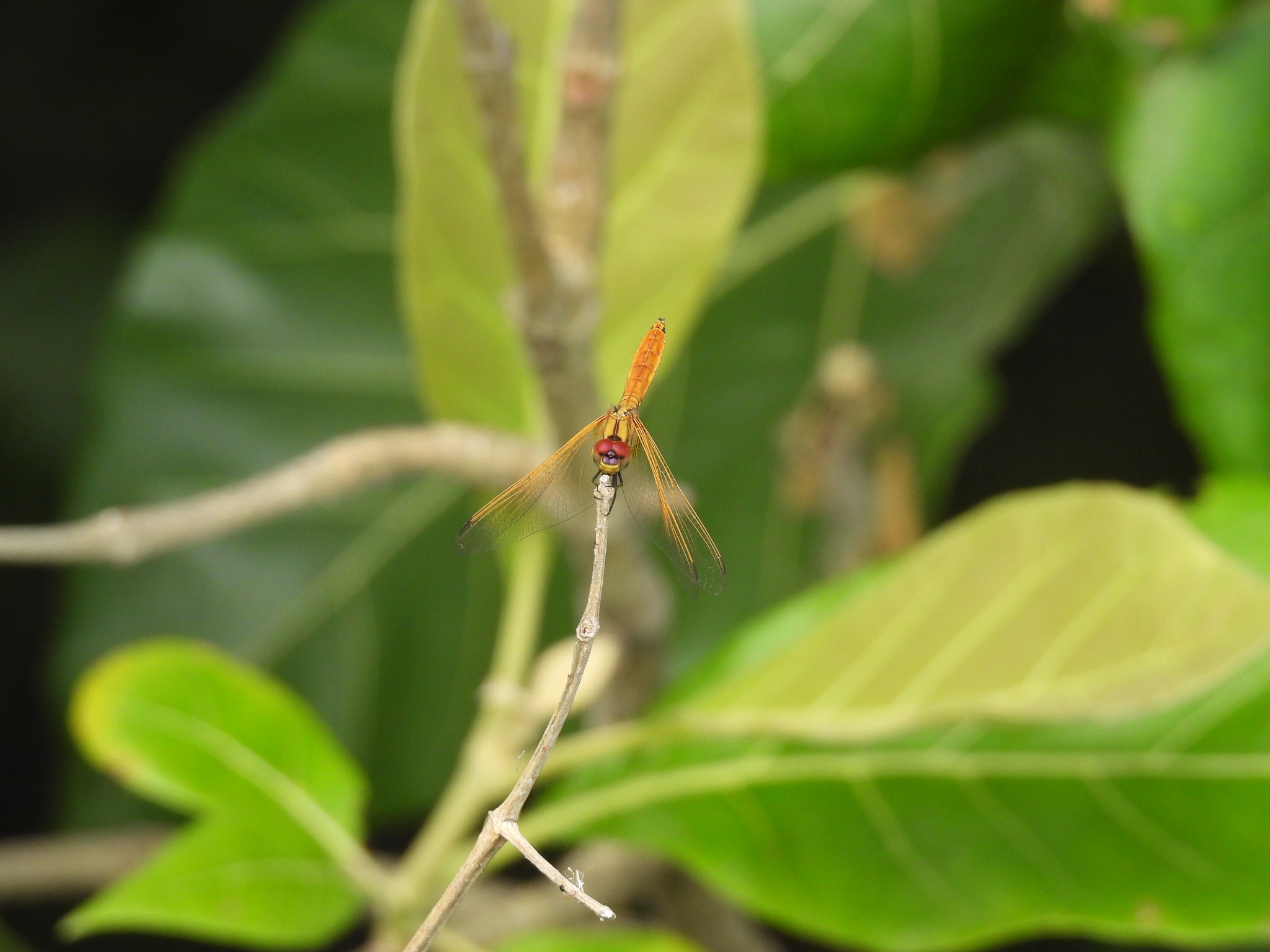 Crimson Marsh Glider