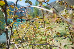 Berberis sphaerocarpa