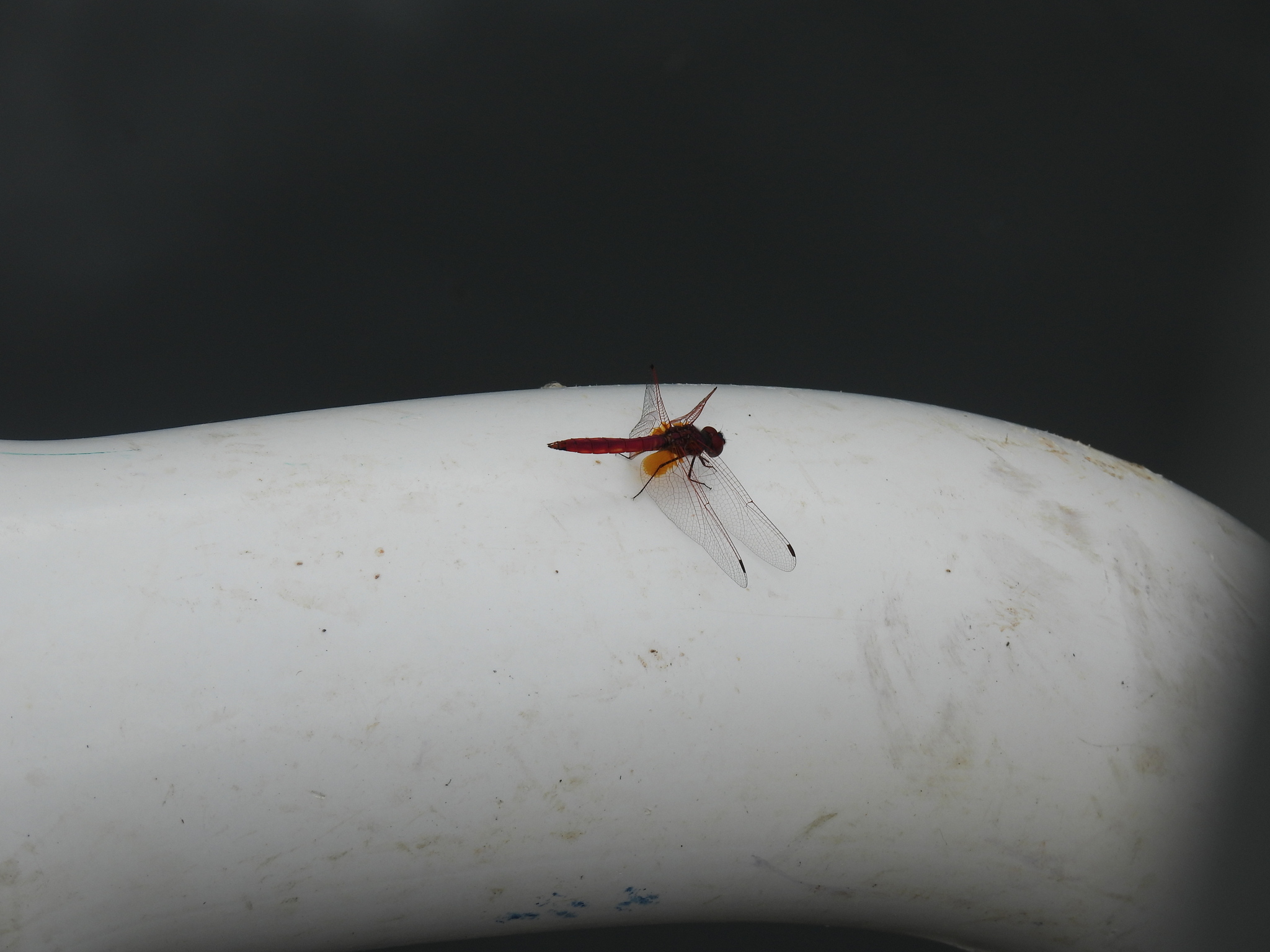 Crimson Marsh Glider