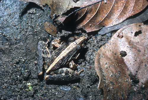 Victoria Ridged Frog, Ptychadena aequiplicata