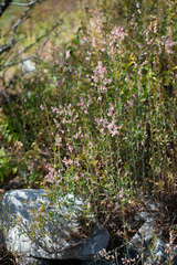 Atraphaxis frutescens