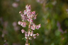 Atraphaxis frutescens