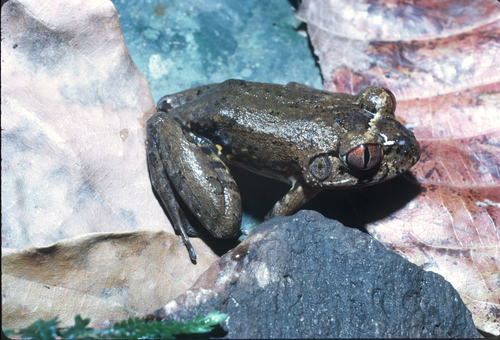 Victoria Night Frog