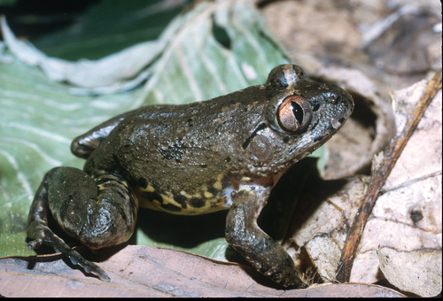 Victoria Night Frog, Astylosternus diadematus