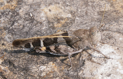 Leprus intermedius