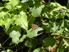 Hyponephele lupinus
