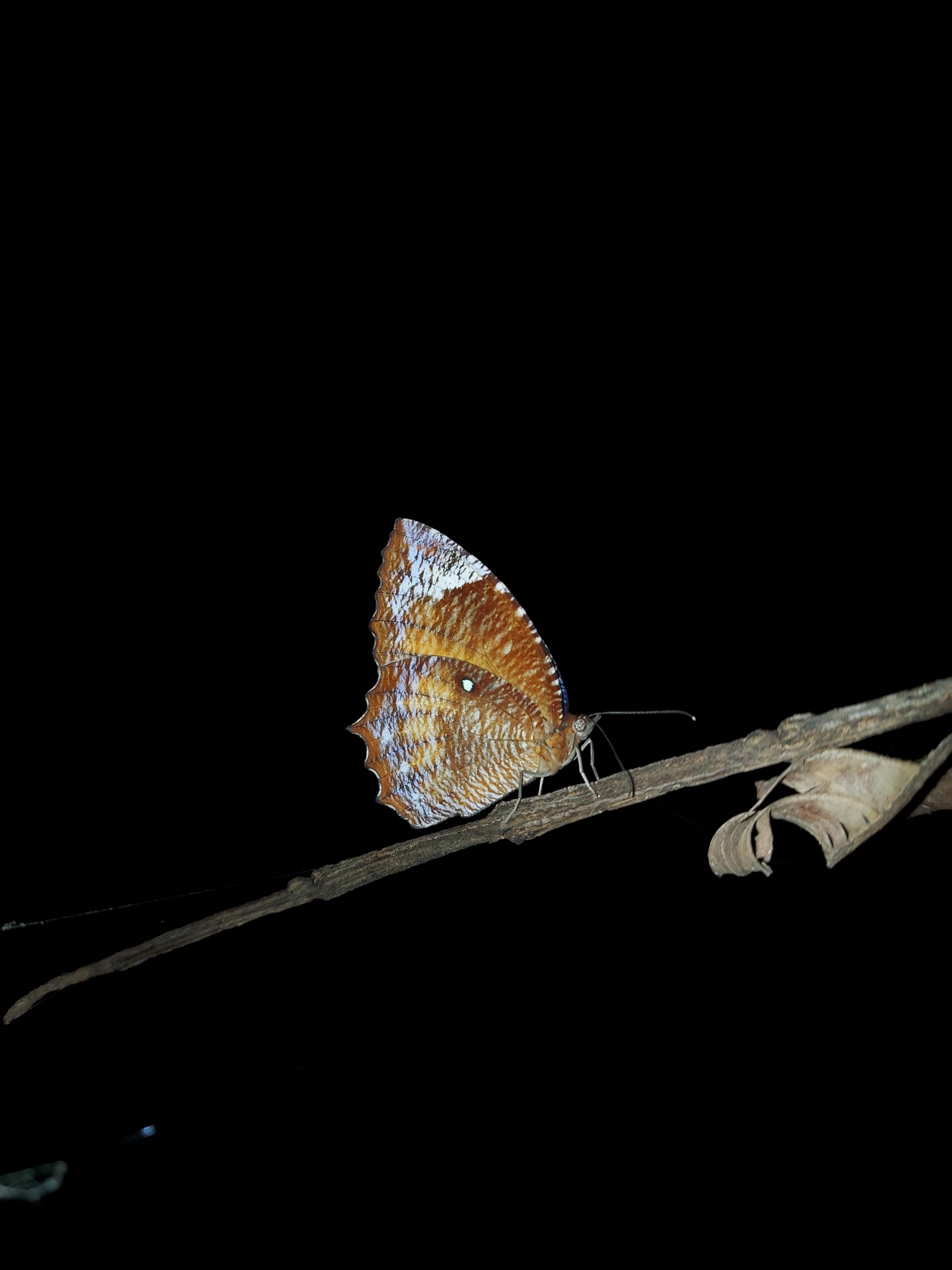 Common Palmfly