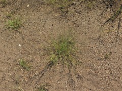 Bouteloua barbata barbata