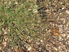 Bouteloua barbata barbata