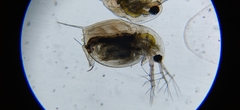 Daphnia longispina