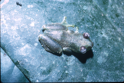 Cameroon Midwife frog, Hyperolius obstetricans