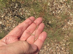 Bouteloua barbata barbata