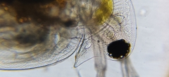 Daphnia longispina