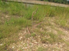 Bouteloua barbata barbata