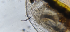 Daphnia longispina