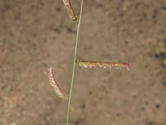 Bouteloua barbata barbata