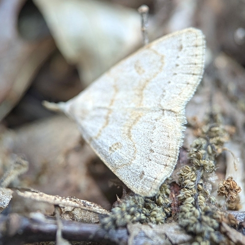 Morbid Owlet photo 3