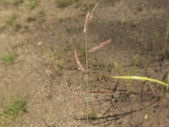 Bouteloua barbata barbata