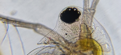 Daphnia longispina