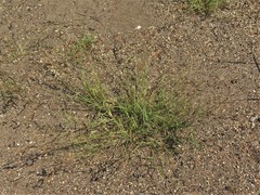 Bouteloua barbata barbata