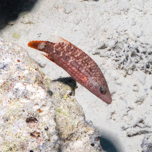 Oxycheilinus mentalis observed 2025-07-14